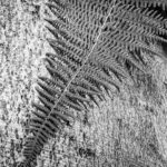 close up of a fern in black and white