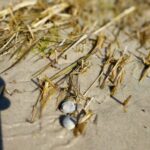 macro close up shot of sea grass in the sand